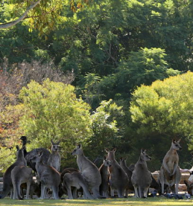 Kangaroos at Lone Pine Sanctuary