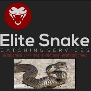 Elite Snake Catchers Wynnum